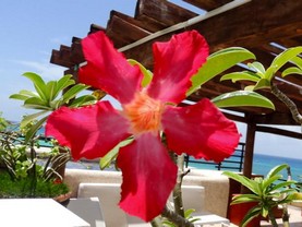 Aldea Thai PH, Playa del Carmen