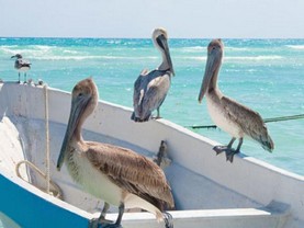 Gaia 4, Playa del Carmen