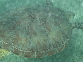 Condo Da Vinci 302, Playa del Carmen