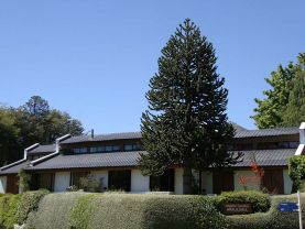 Araucaria, Bariloche