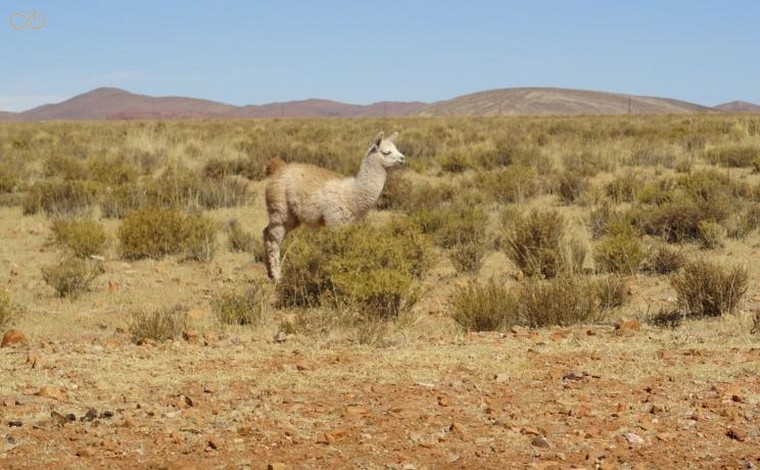 Hosteria Rio Toro Ara, La Quiaca