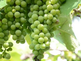 Susana Just B&B, Vicente López