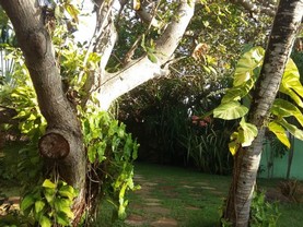 Paraiso Tropical, Pipa