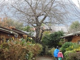 Cabañas Antupillan, Pucón