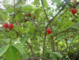 Aconchego Pousada Jeri, Jericoacoara
