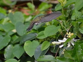 Pousada Ecológica Telhado Verde, Armação dos Búzios