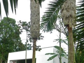 Finca Tanabucá, La Vega