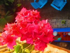 B&B Oasis Colibri, Mompiche