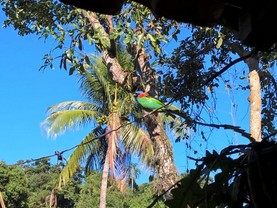 Chalés Rústicos, Ilhabela