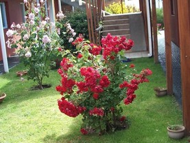 Hosteria Patagonia, El Calafate