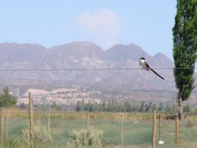 Cabañas Bonarda, Veinticinco de Mayo