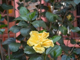 Marangatu , Puerto Iguazú